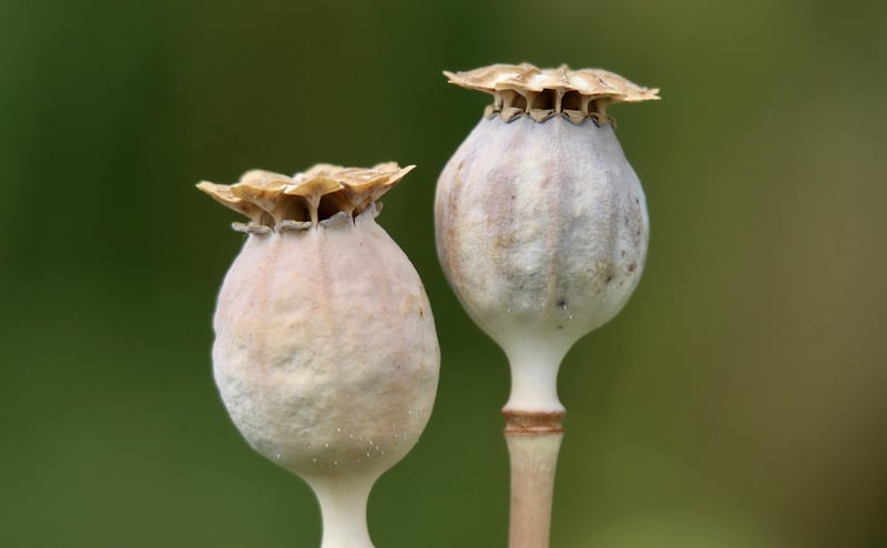 Seed Art