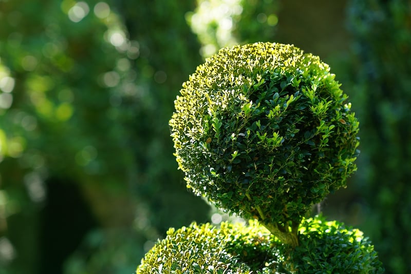 Topiary Designs