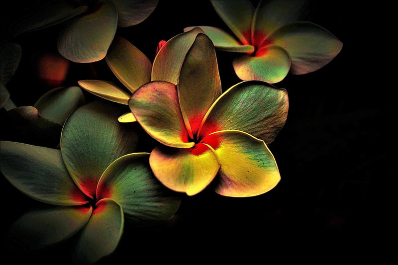 Nature-Inspired Creations