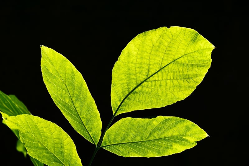 Leaf Artistry
