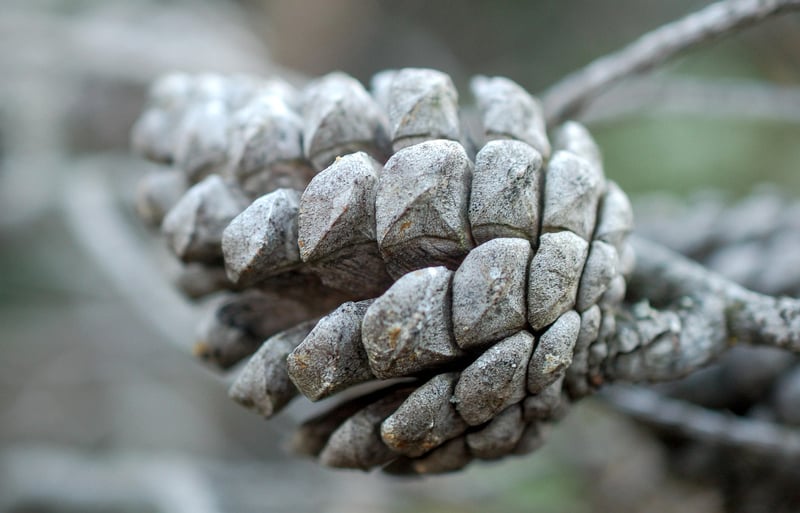 Pinecone Ornaments